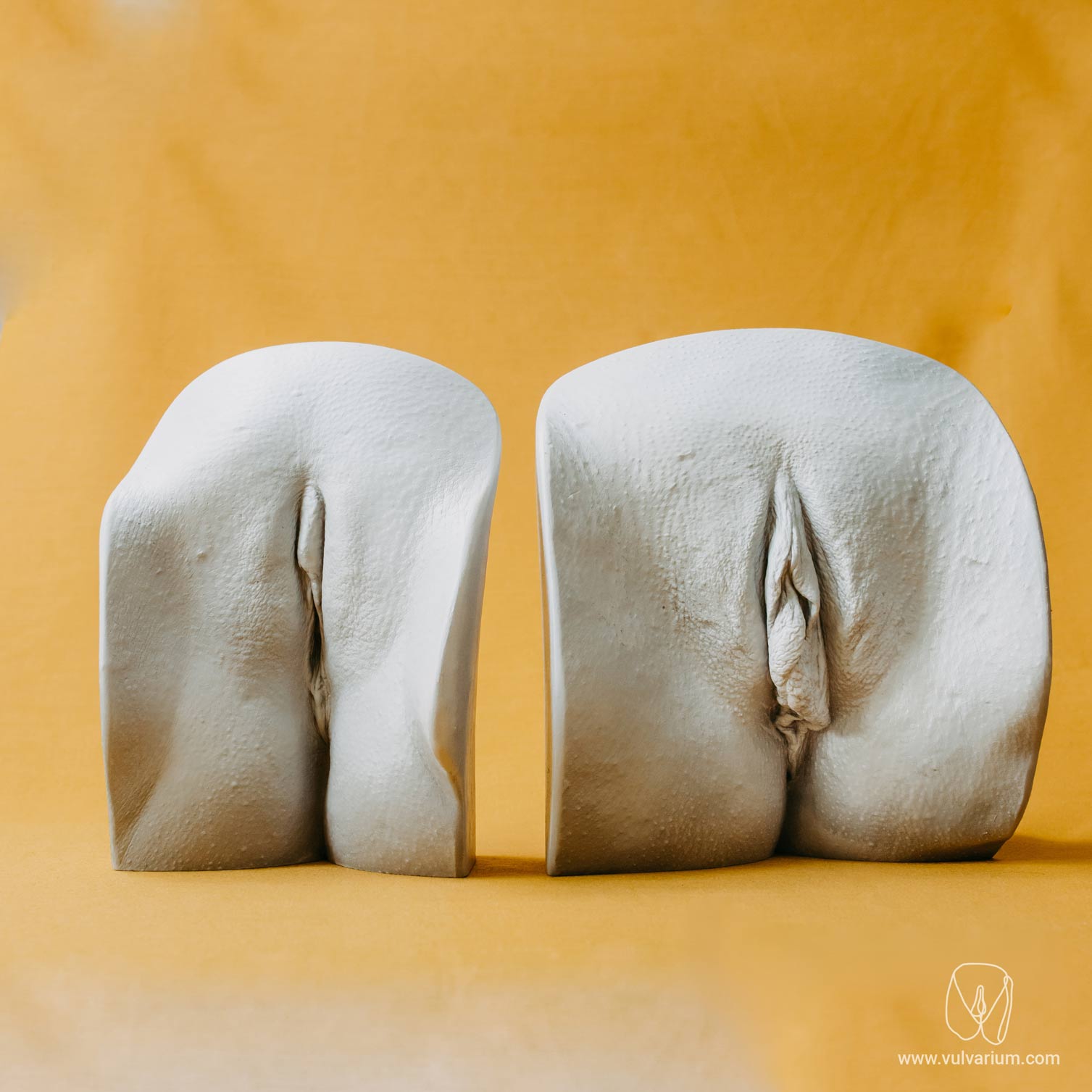 vulva casting - vulvarium